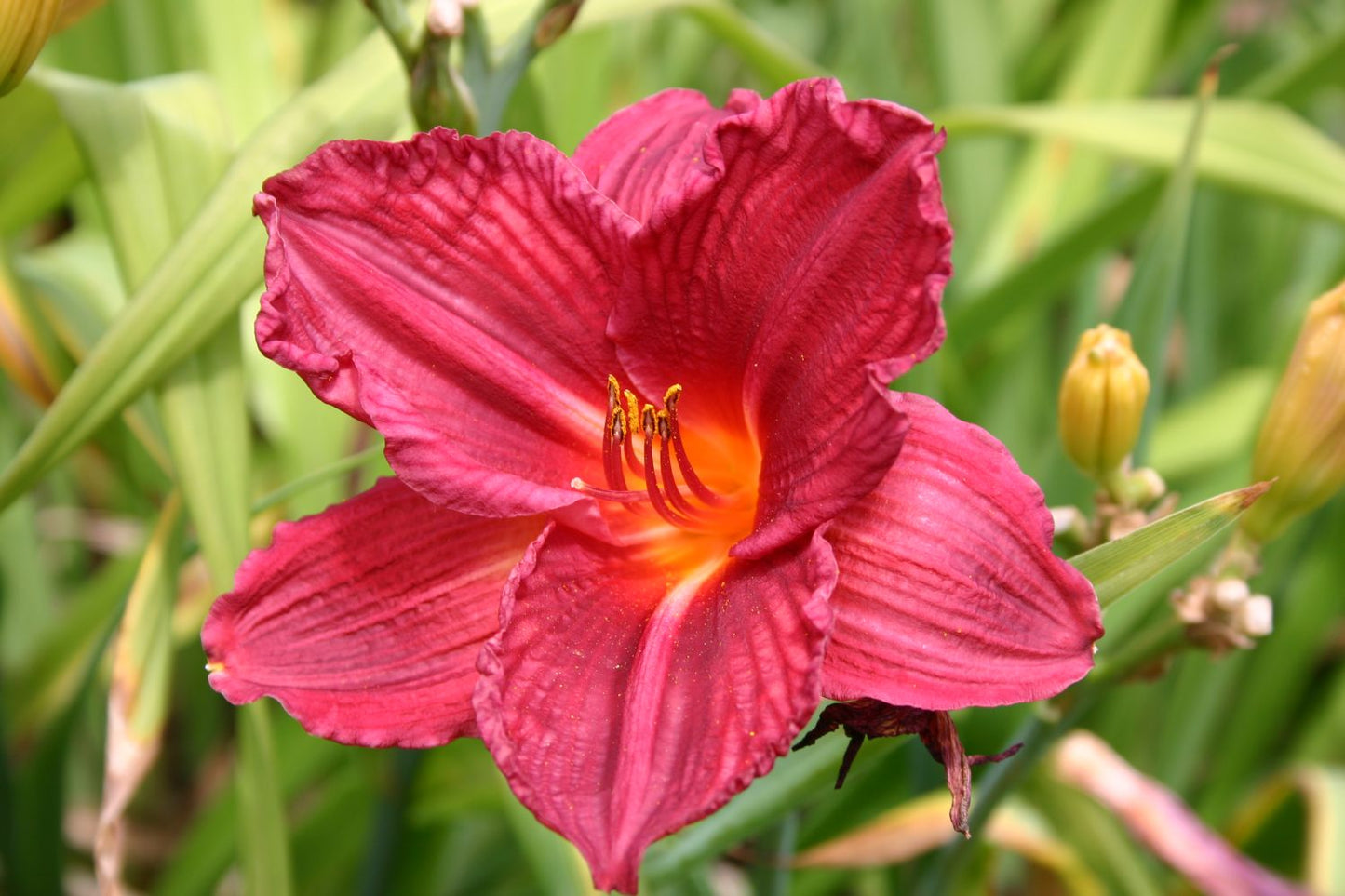 Hemerocallis 'Raspberry Wine' Großblumige Taglilie