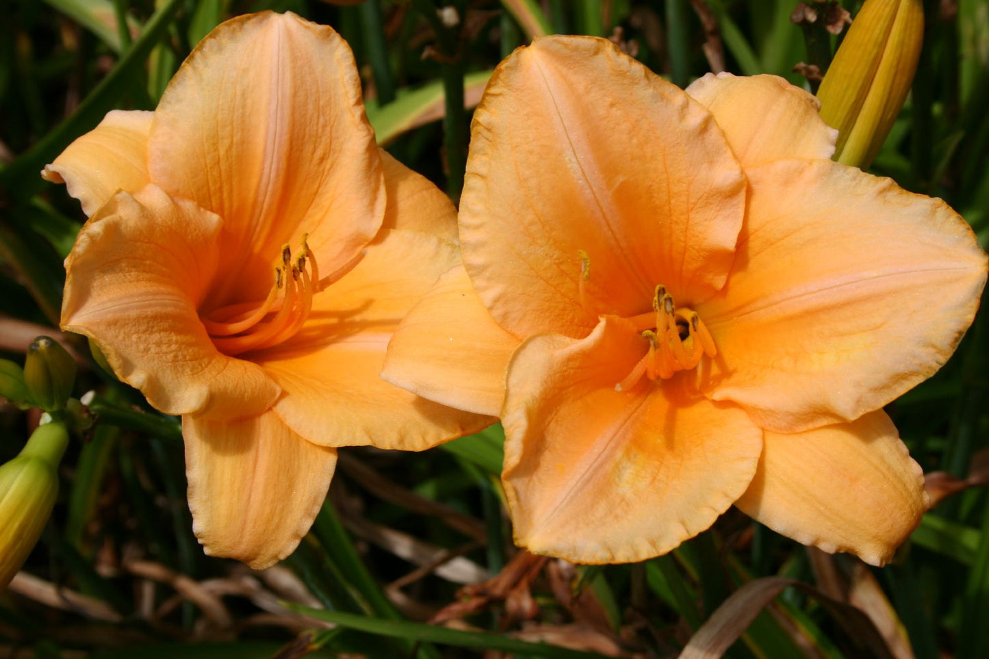Hemerocallis 'Sombrero Way' Großblumige Taglilie