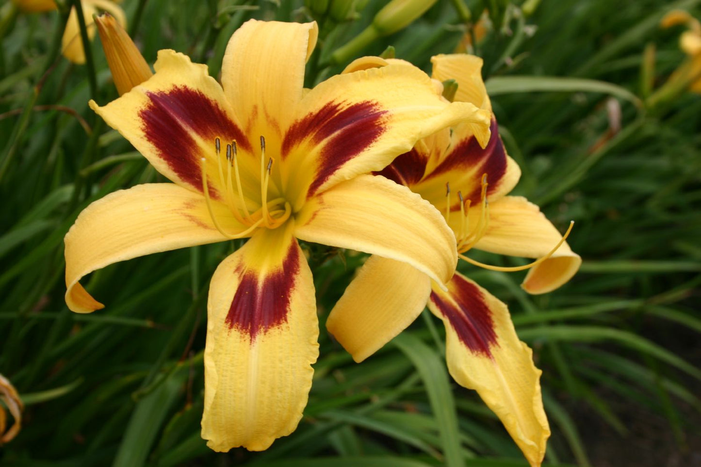 Hemerocallis 'Spectacular' Großblumige Taglilie