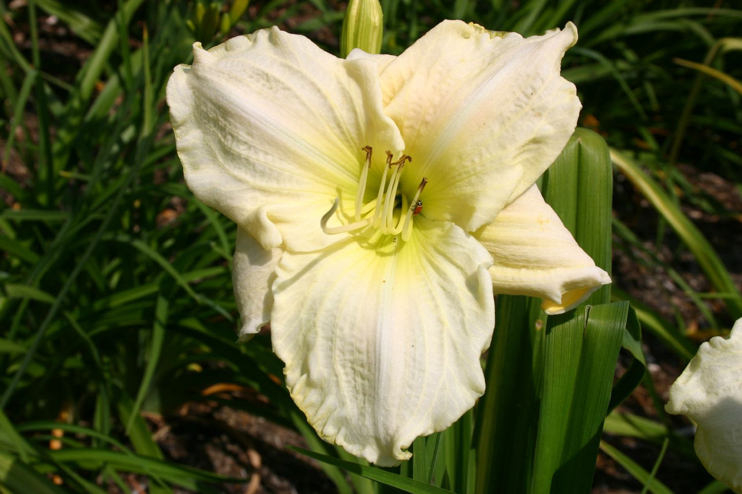 Hemerocallis 'White Temptation' Großblumige Taglilie