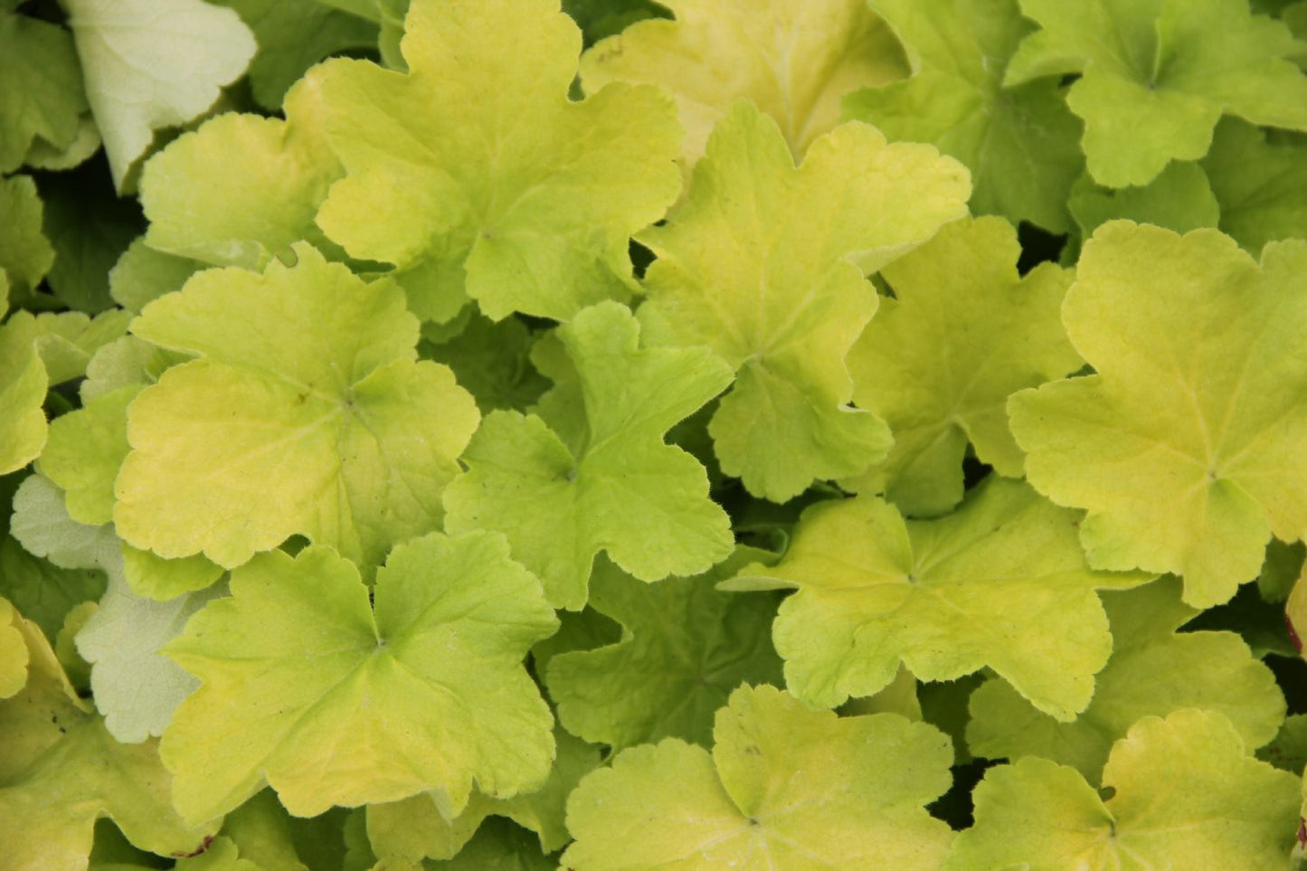 Heuchera 'Citronella Purpurglöckchen