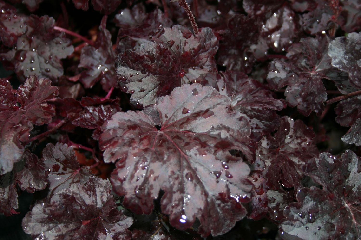 Heuchera 'Obsidian' Purpurglöckchen