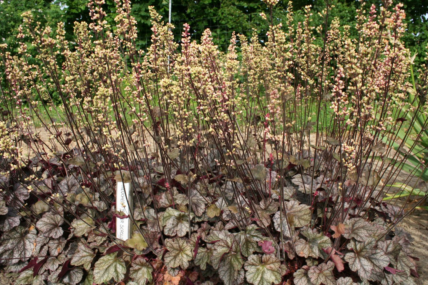 Heuchera 'Silver Scrolls' (Purpurglöckchen)