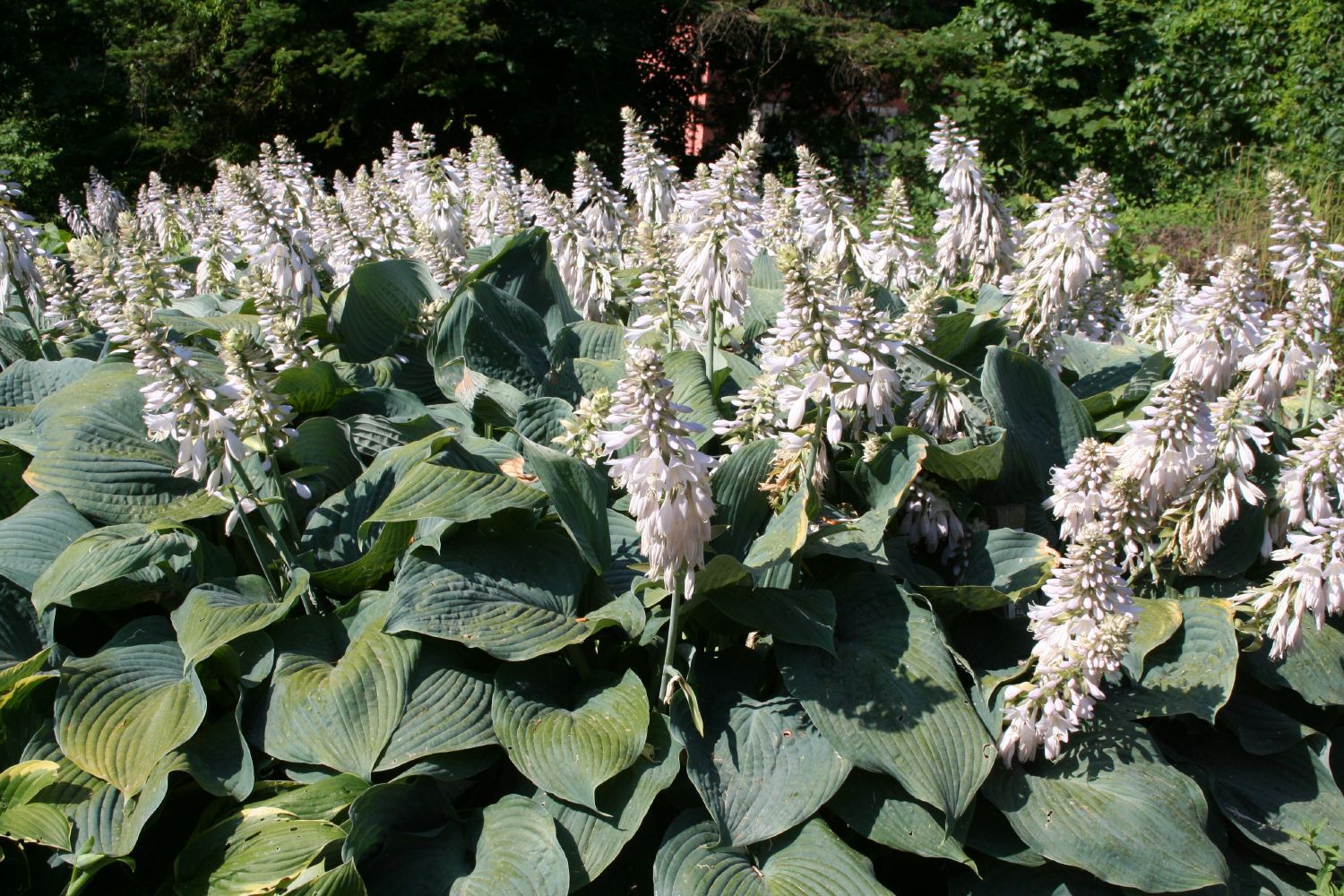 Hosta 'Blue Angel' Blaublatt-Funkie für kraftvolle Akzente