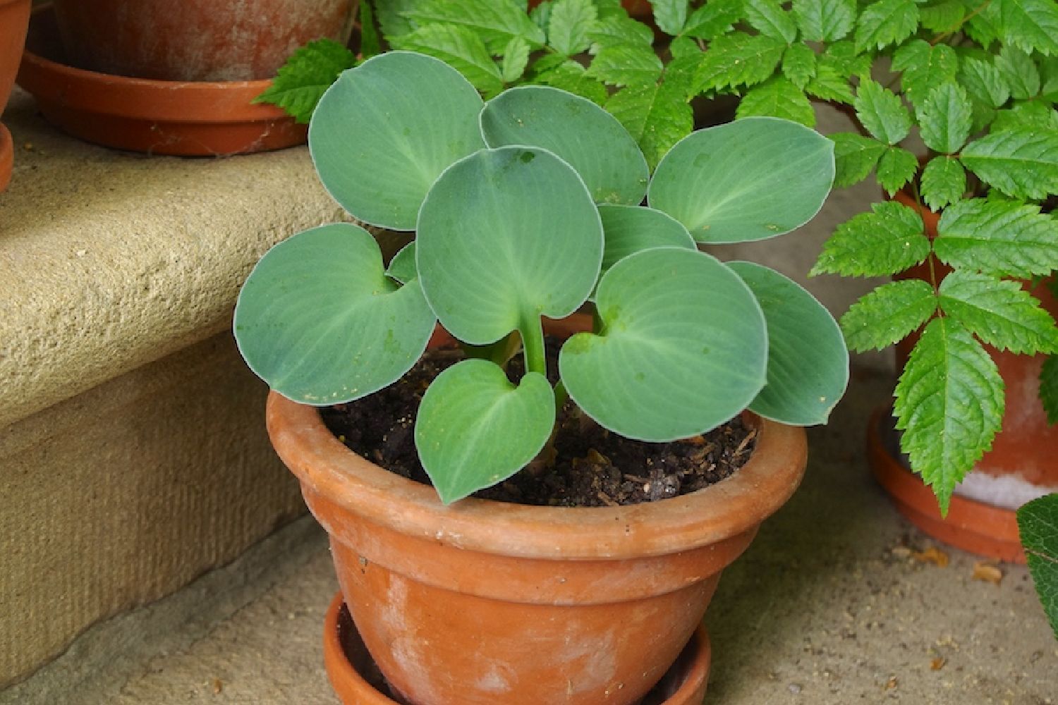 Hosta 'Blue Mouse Ears' Funkie | Herzblattlilie