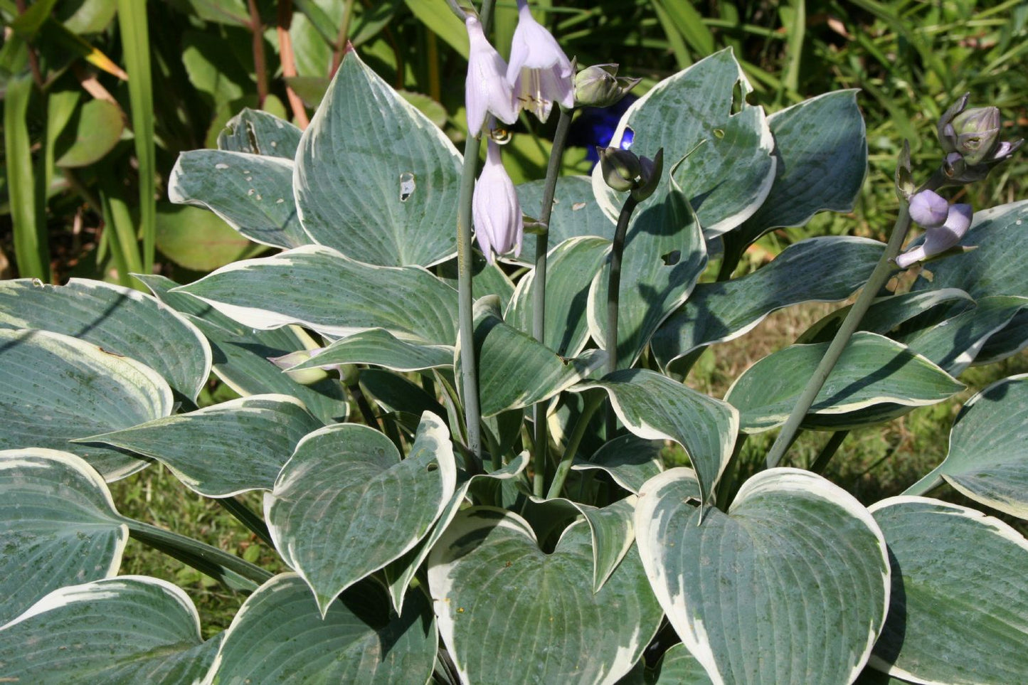 Hosta 'El Nino' Funkie | Herzblattlilie