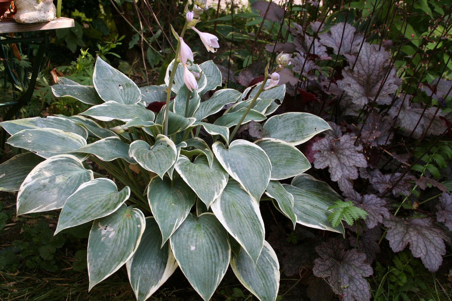 Hosta 'El Nino' (Funkie | Herzblattlilie)