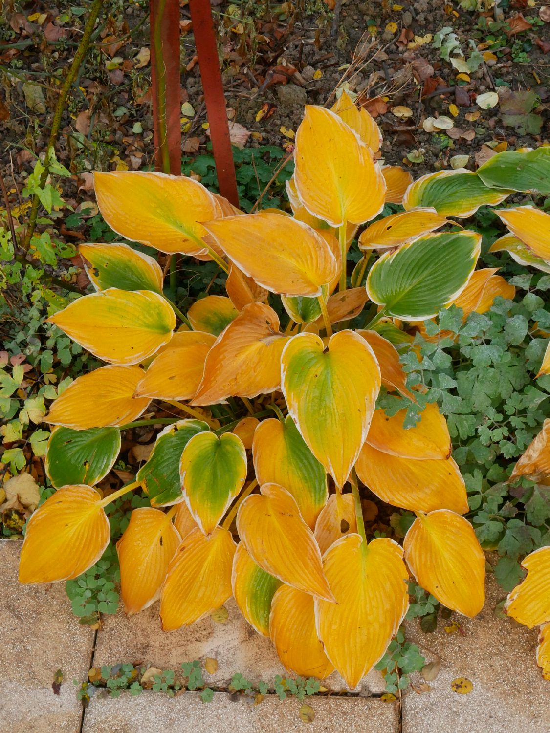 Hosta 'El Nino' (Funkie | Herzblattlilie)