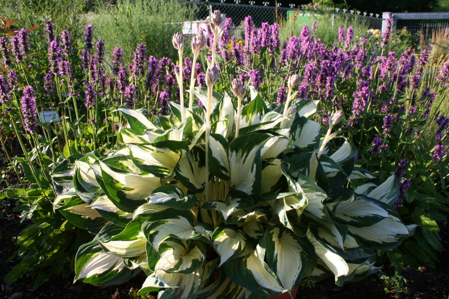 Hosta 'Fire and Ice' Funkie | Herzblattlilie