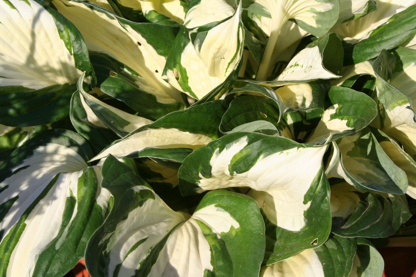 Hosta 'Fire and Ice' (Funkie | Herzblattlilie)