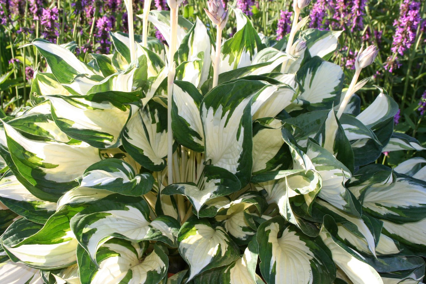 Hosta 'Fire and Ice' (Funkie | Herzblattlilie)