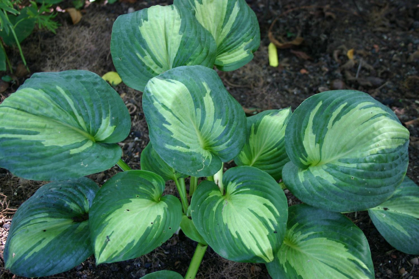 Hosta 'Great Expectations' (Funkie | Herzblattlilie)
