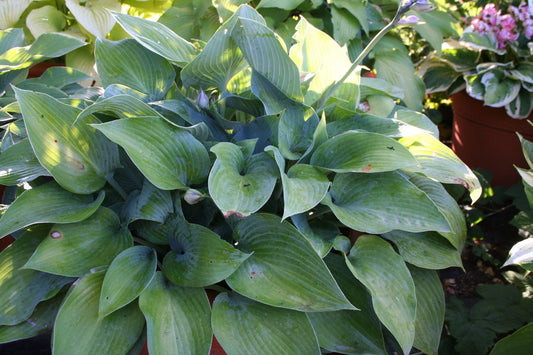 Hosta 'Halcyon' Funkie | Herzblattlilie