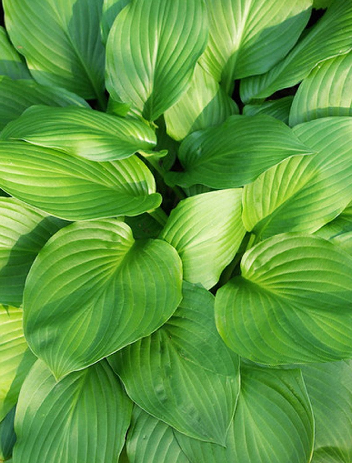 Hosta 'Honeybells' Funkie | Herzblattlilie