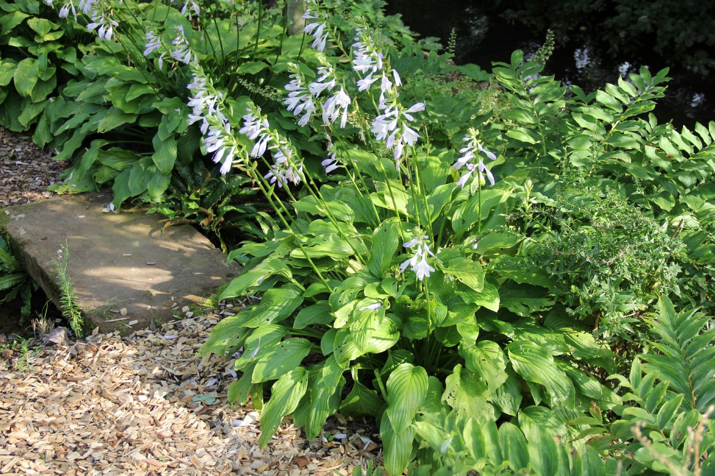Hosta 'Honeybells' (Funkie | Herzblattlilie)