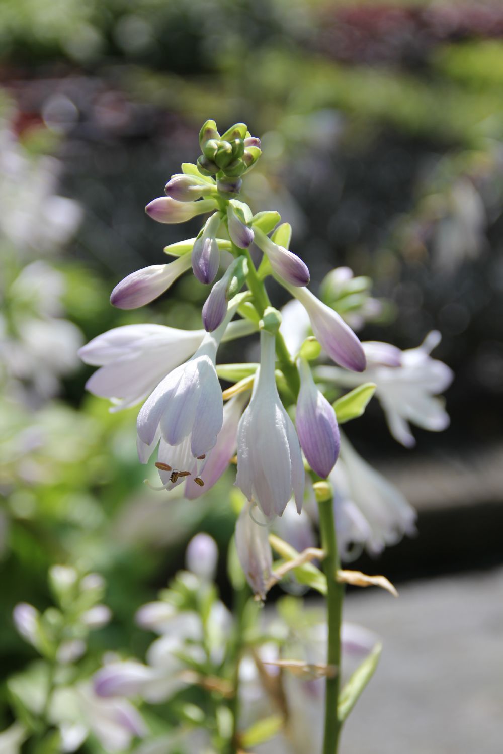 Hosta 'Honeybells' (Funkie | Herzblattlilie)