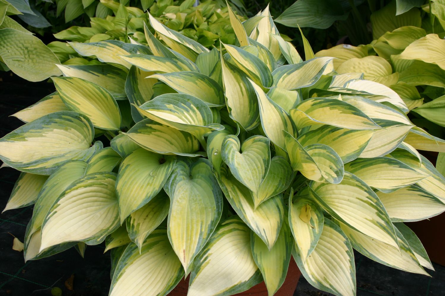 Hosta 'June' Funkie | Herzblattlilie