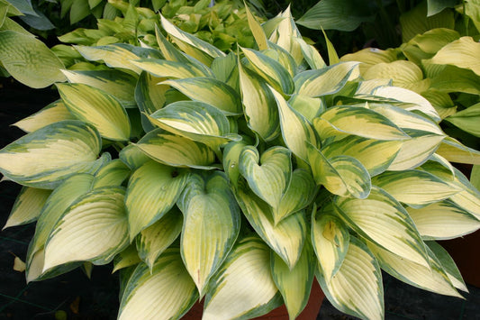 Hosta 'June' Funkie | Herzblattlilie