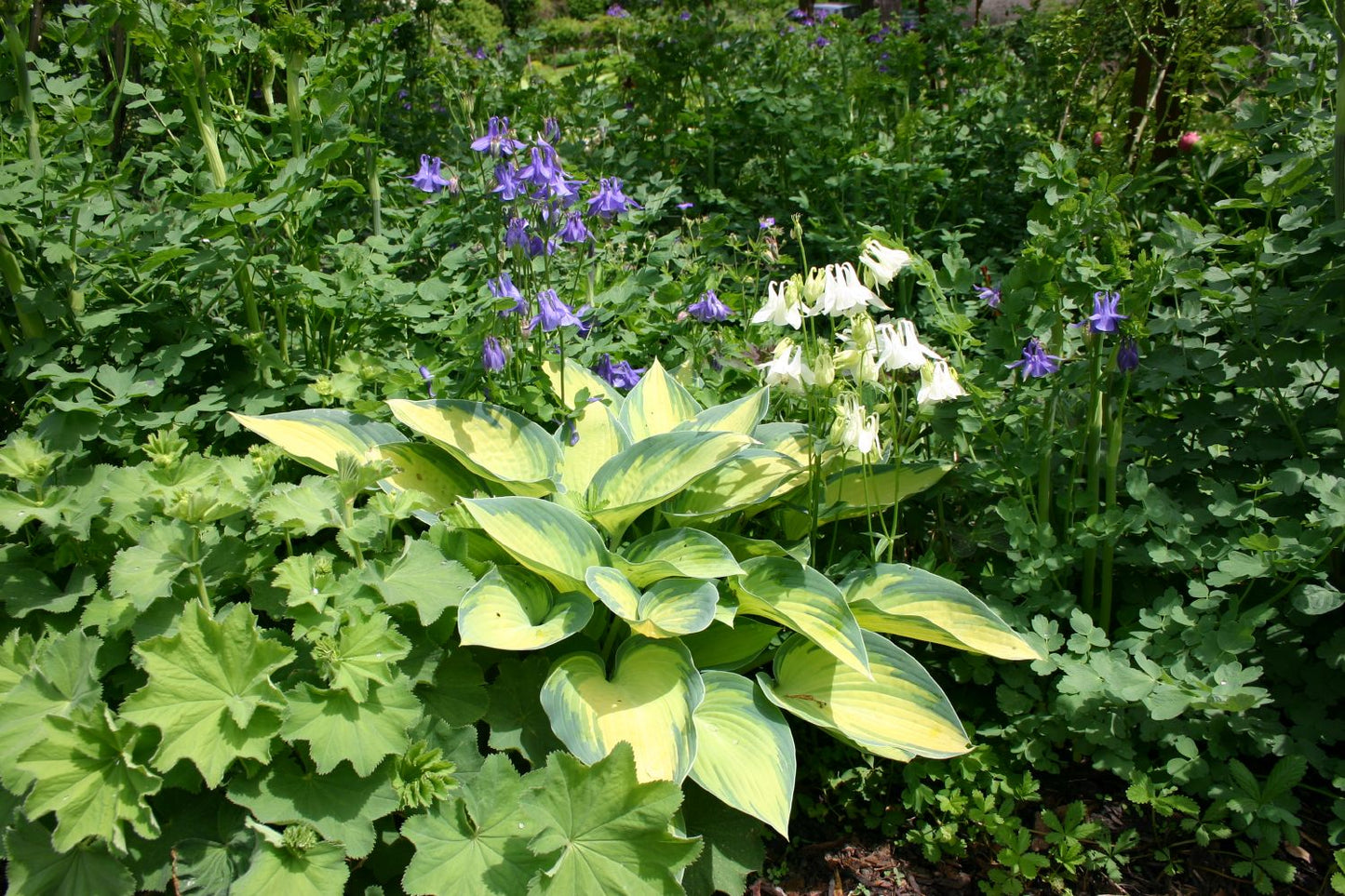 Hosta 'June' (Funkie | Herzblattlilie)