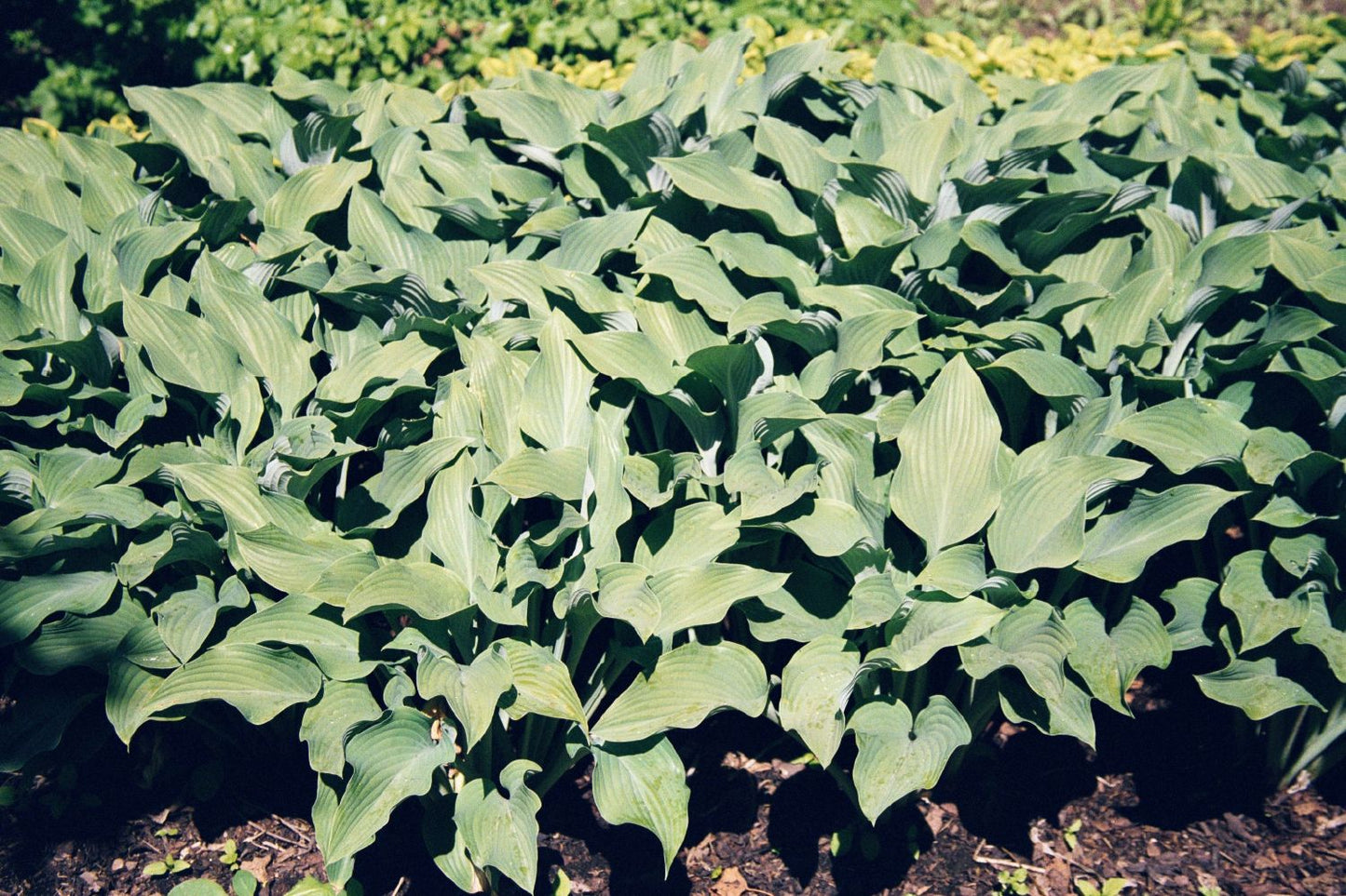 Hosta 'Krossa Regal' Funkie | Herzblattlilie