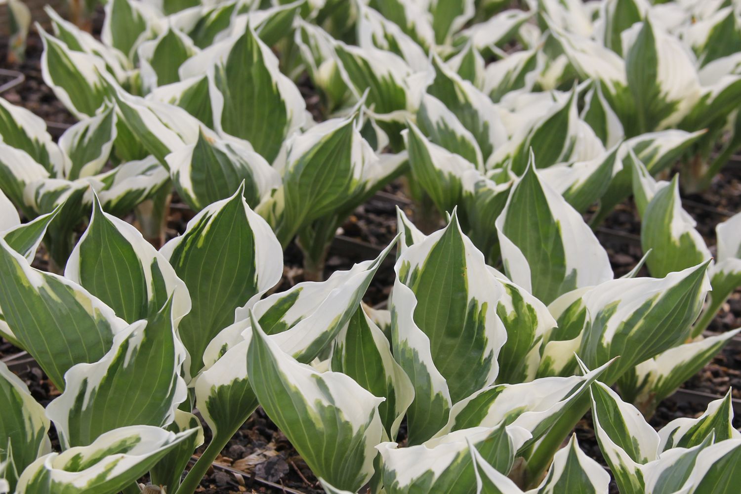 Hosta 'Patriot' Funkie | Herzblattlilie