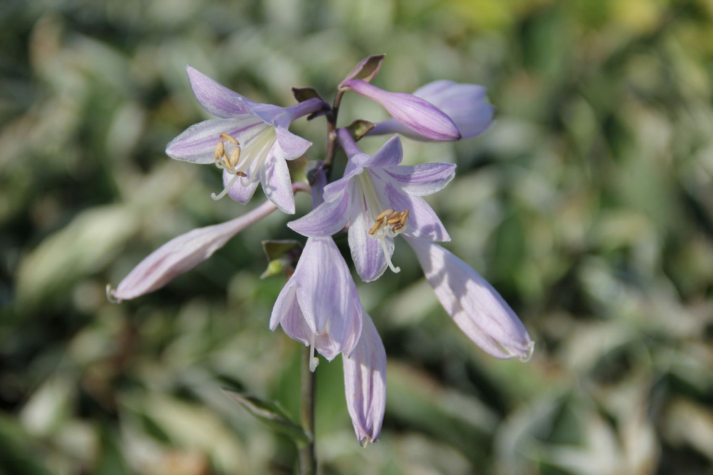 Hosta 'Patriot' (Funkie | Herzblattlilie)