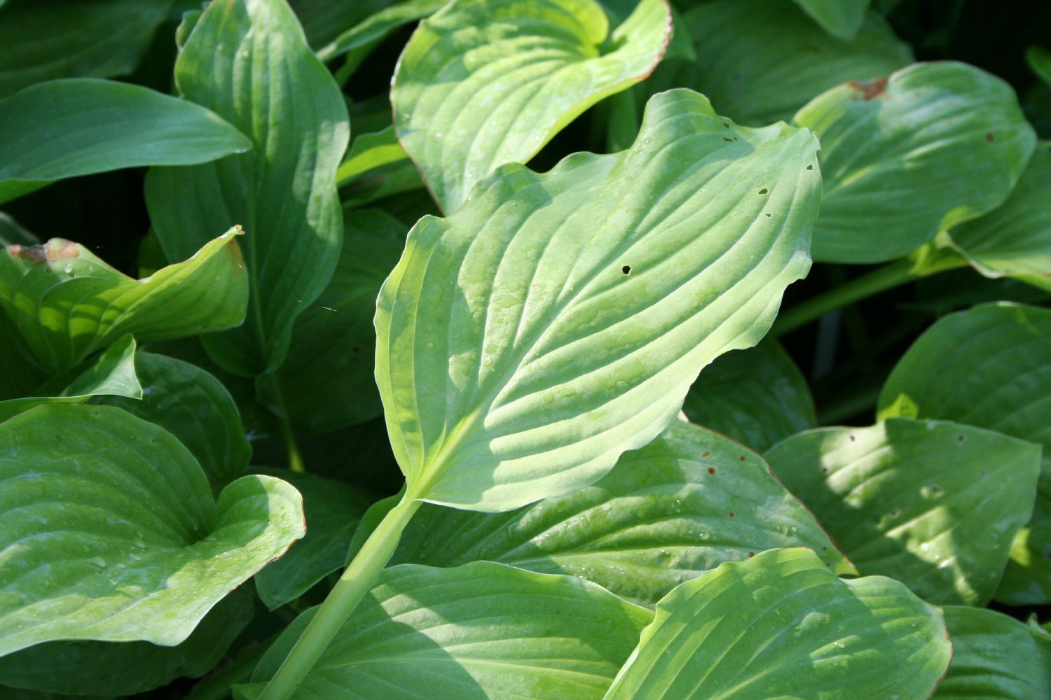 Hosta 'Royal Standard' Funkie | Herzblattlilie