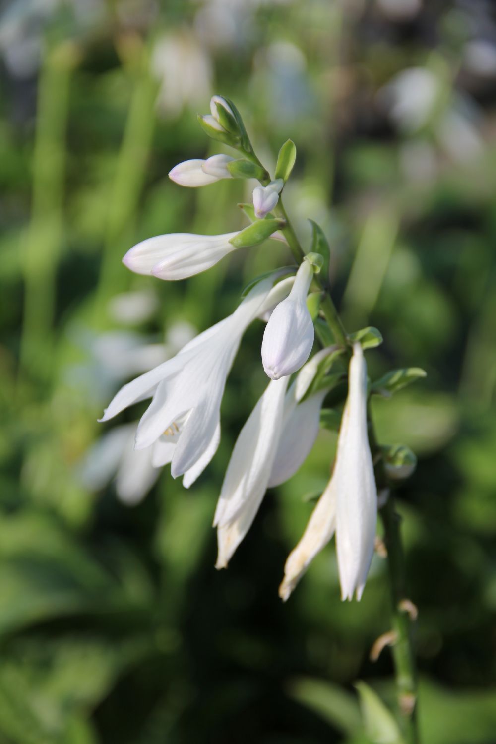 Hosta 'Royal Standard' (Funkie | Herzblattlilie)