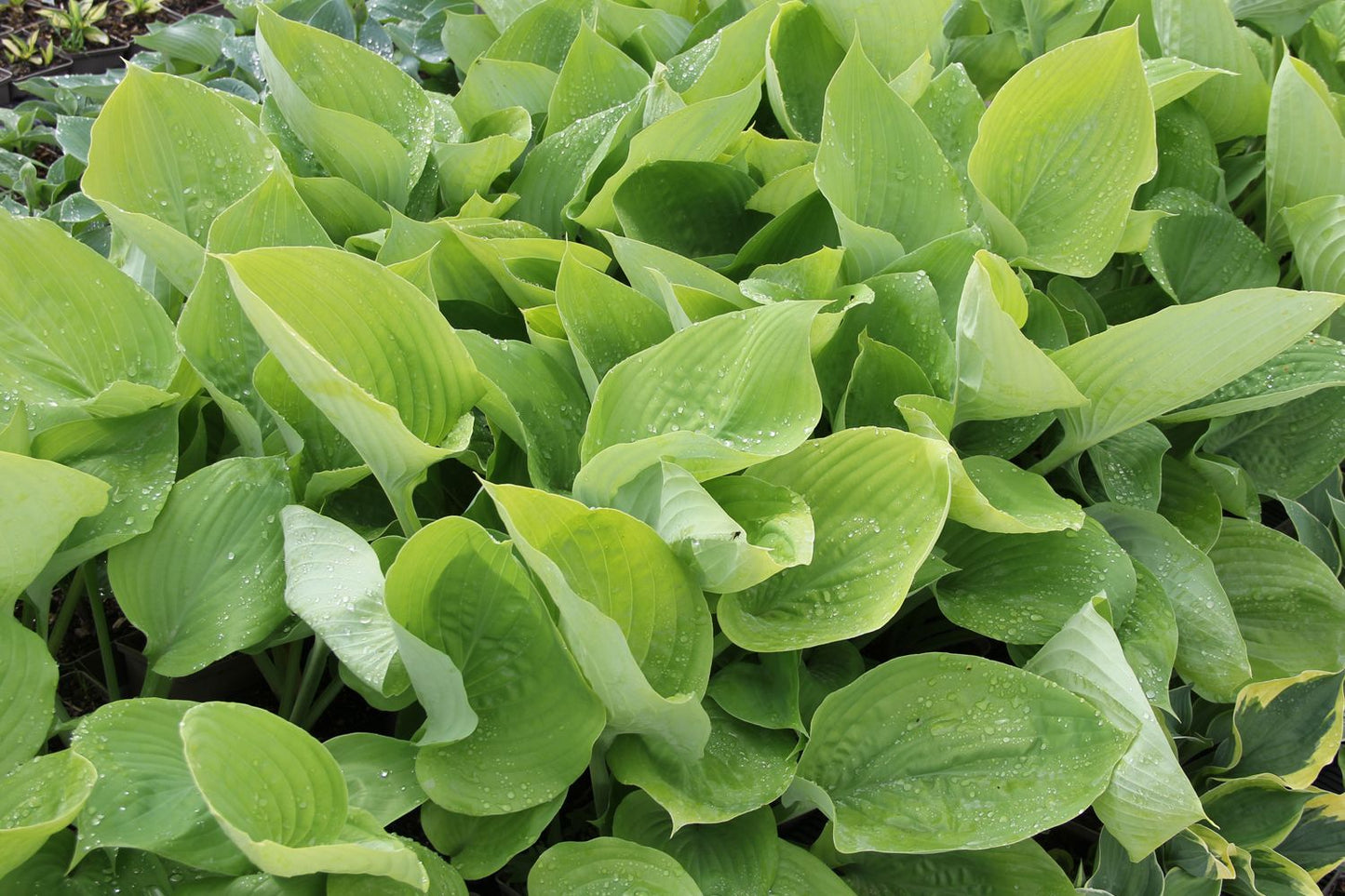 Hosta 'Sum and Substance' (Funkie | Herzblatt-Lilie)