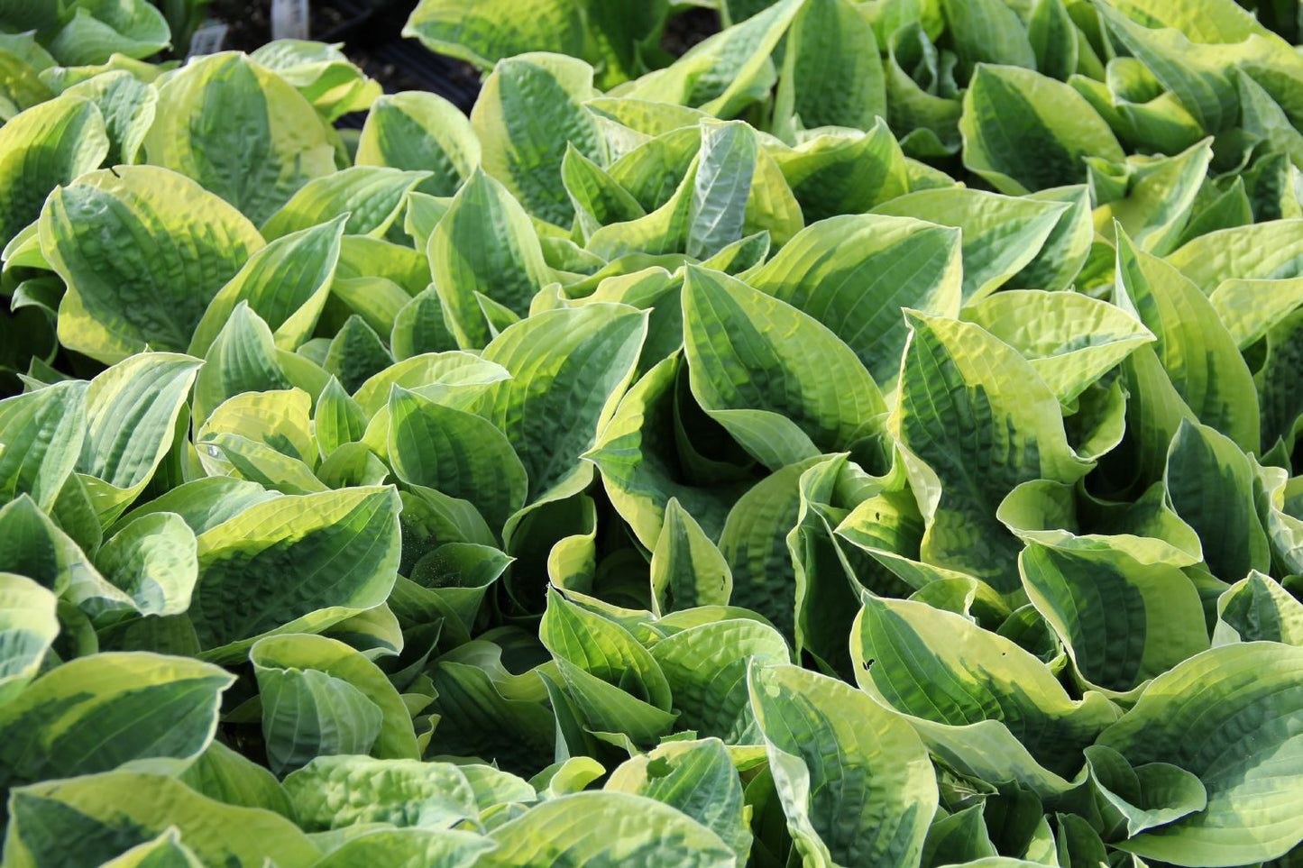 Hosta 'Wide Brim' Blaue Gelbrandfunkie | Herzblattlilie