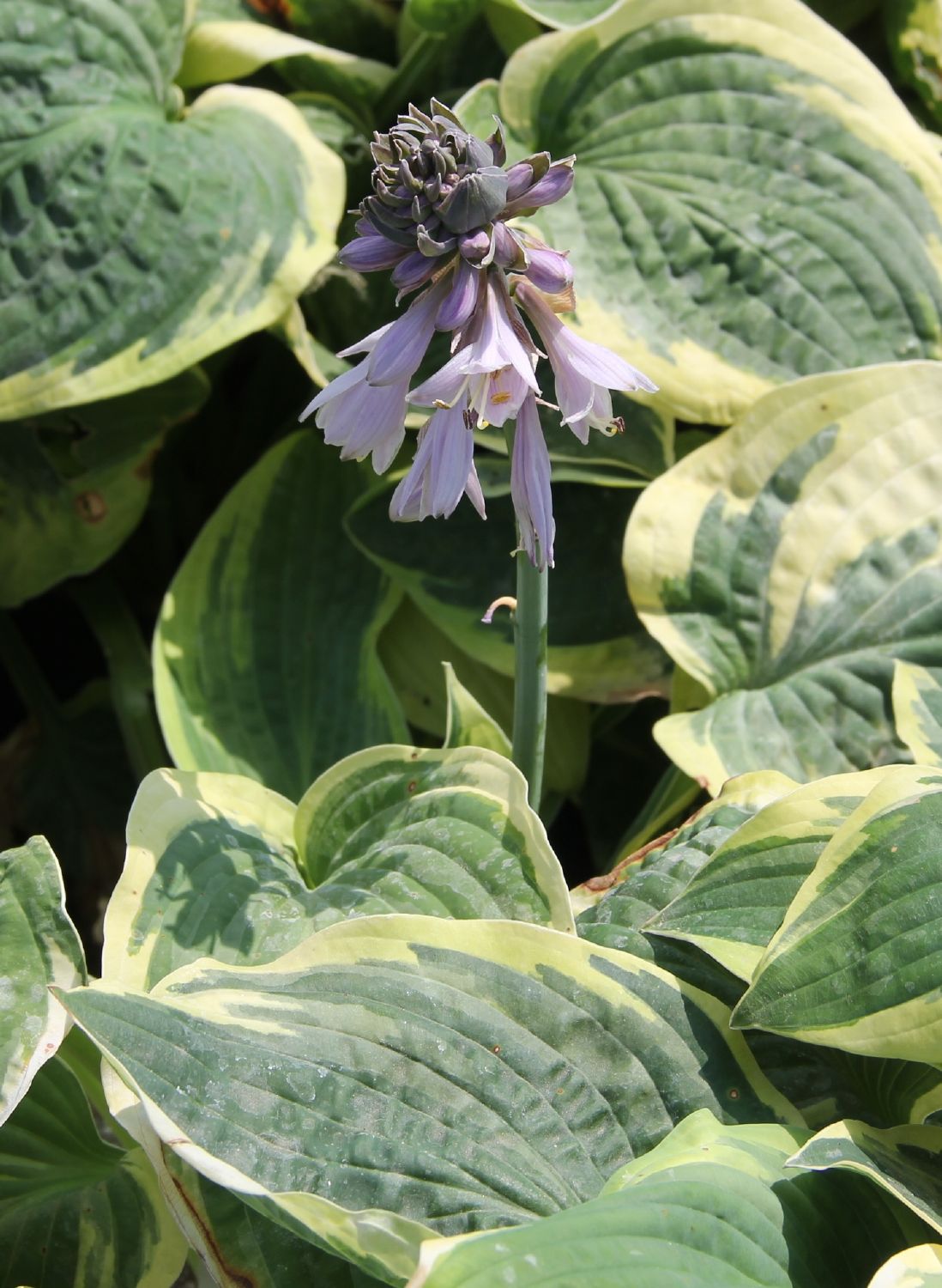 Hosta 'Wide Brim' (Blaue Gelbrandfunkie | Herzblattlilie)