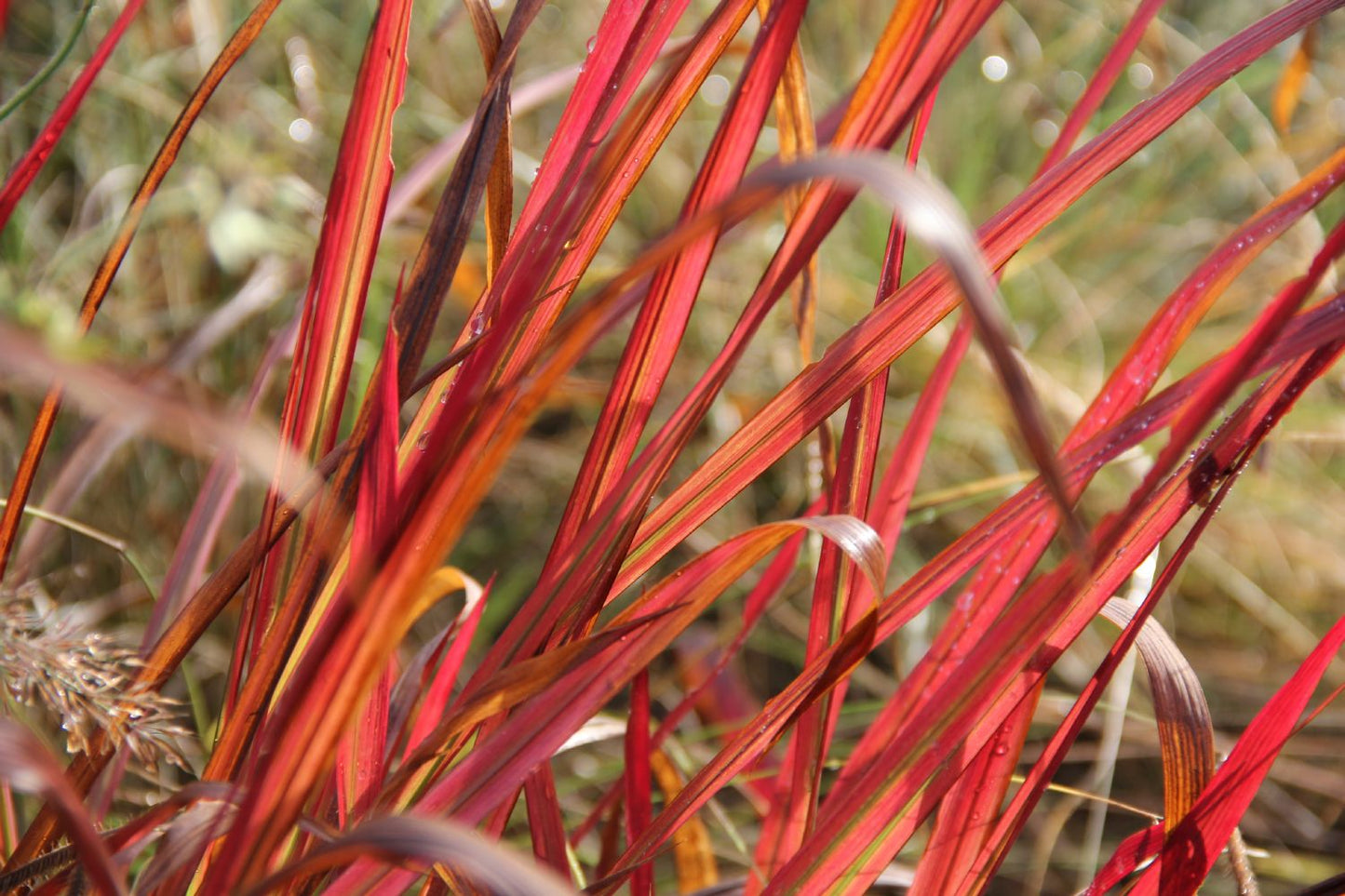 Imperata cylindrica var. koenigii 'Red Baron' Japanisches Blutgras