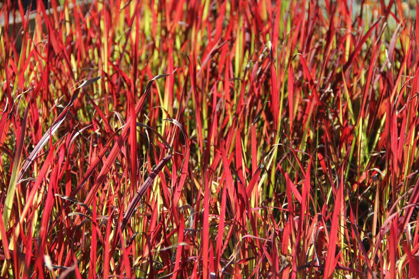 Imperata cylindrica var. koenigii 'Red Baron' (Japanisches Blutgras)
