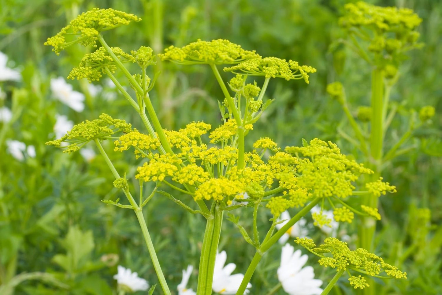 Levisticum officinale Liebstöckel