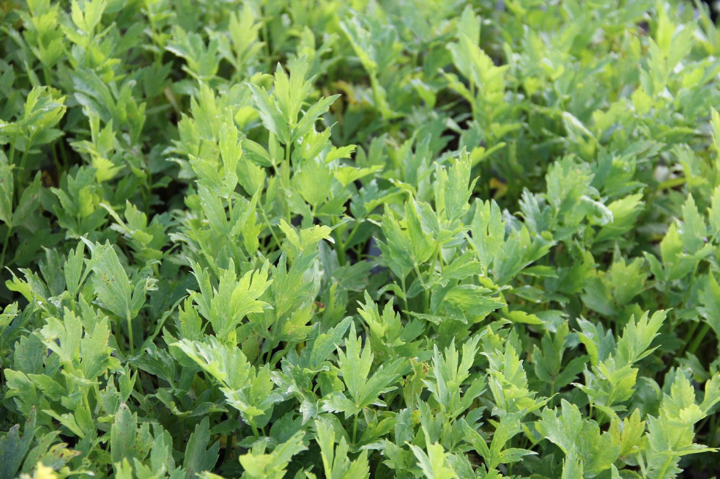Levisticum officinale (Liebstöckel)