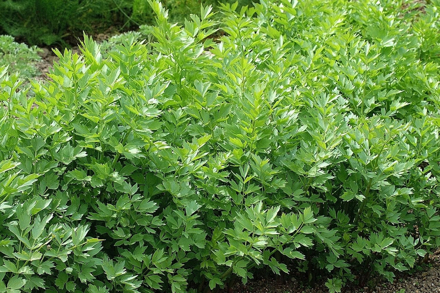 Levisticum officinale (Liebstöckel)