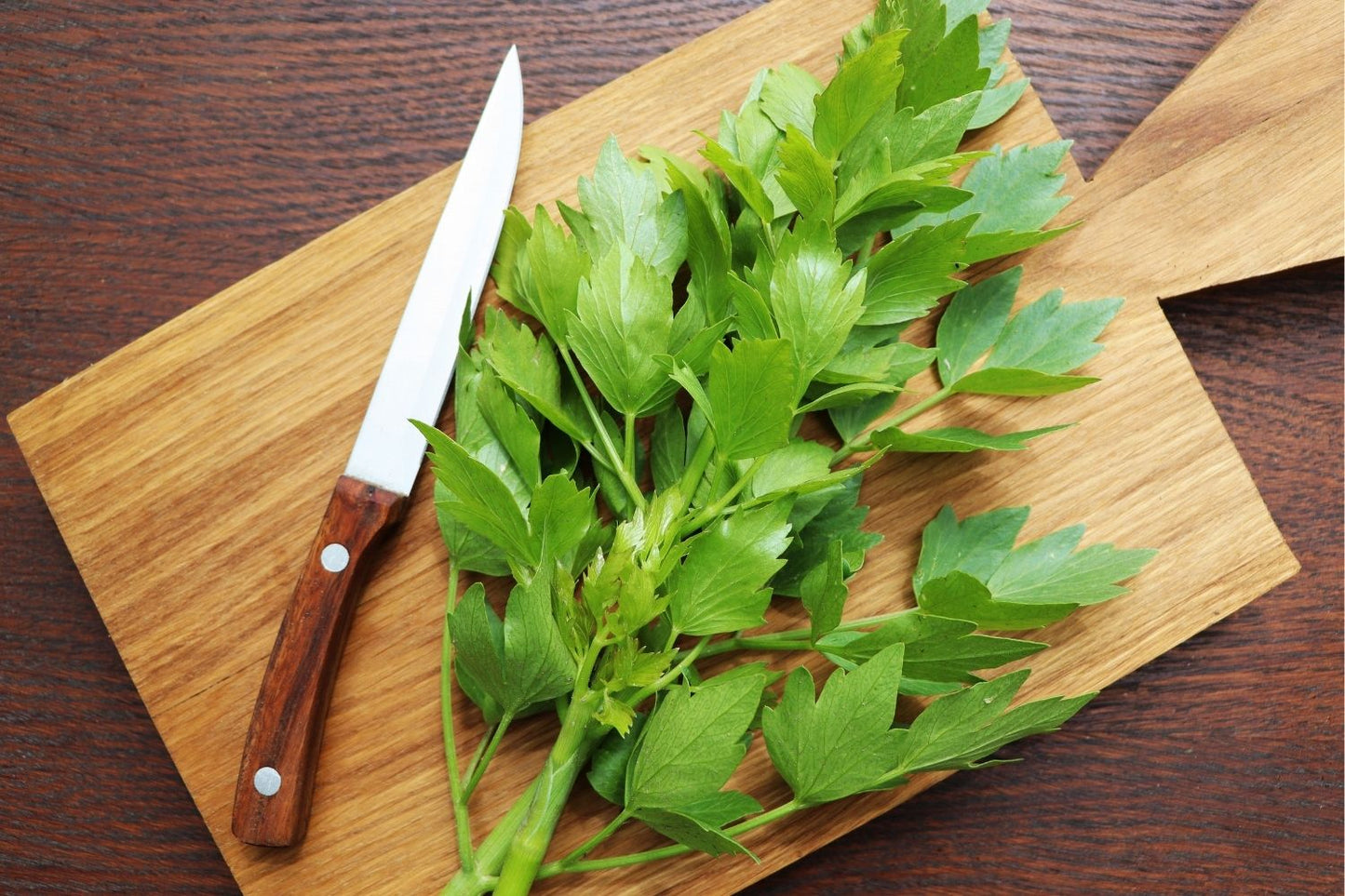 Levisticum officinale (Liebstöckel)