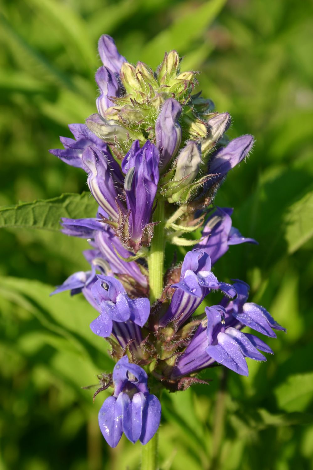 Lobelia siphilitica Lobelie