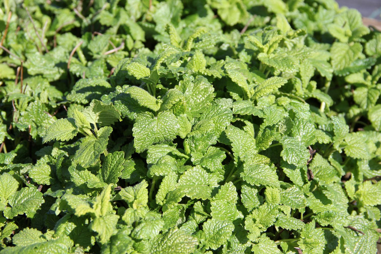 Melissa officinalis, Zitronenmelisse Zitronen-Melisse