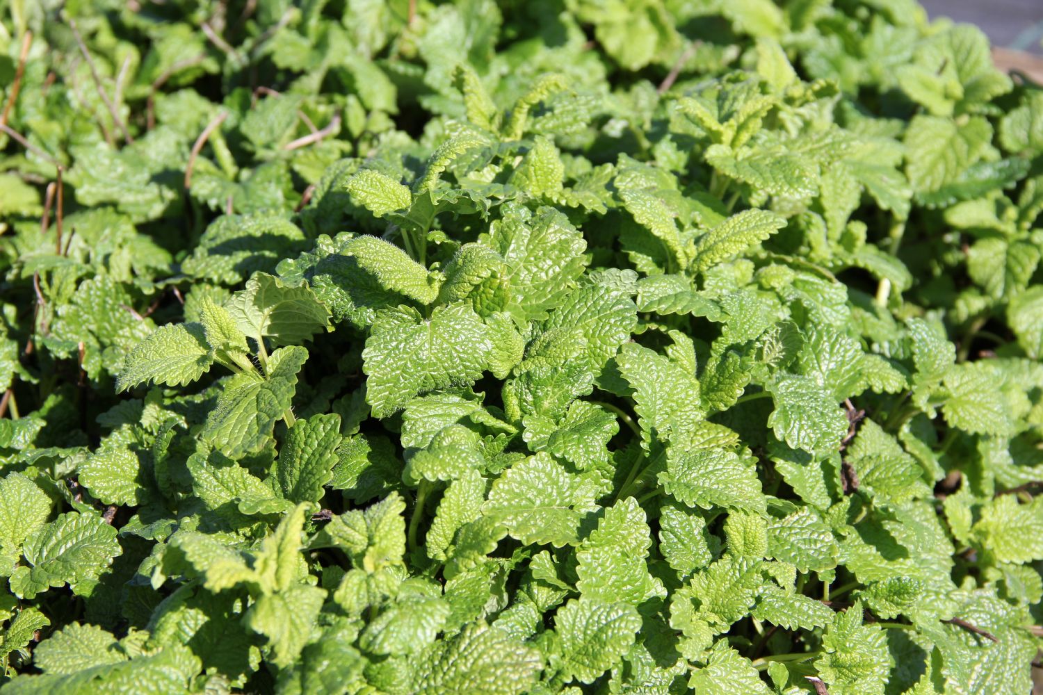 Melissa officinalis, Zitronenmelisse Zitronen-Melisse