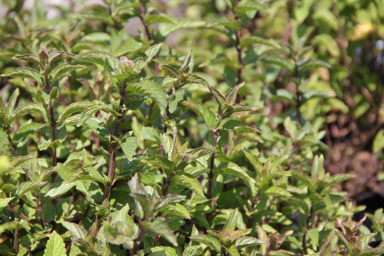 Mentha  Englische Pfefferminze Englische Pfefferminze