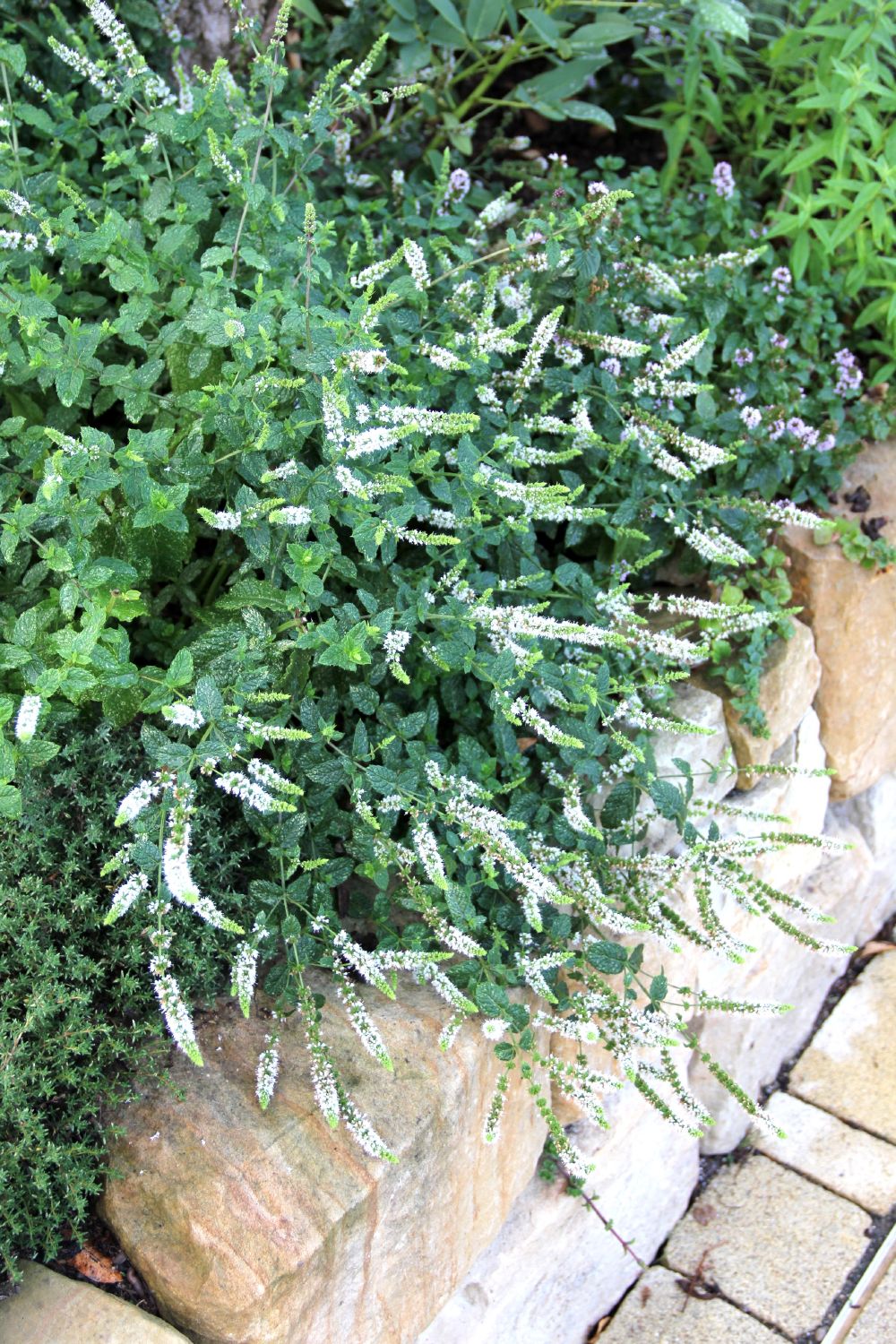 Mentha 'Marokkanische Minze' Marokkanische Minze