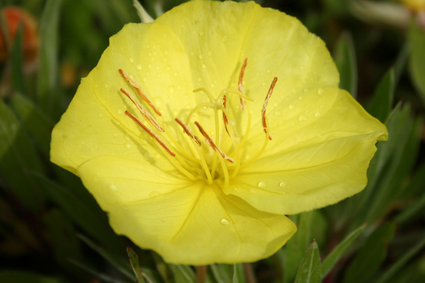 Oenothera macrocarpa (= missouriensis) Missouri-Nachtkerze