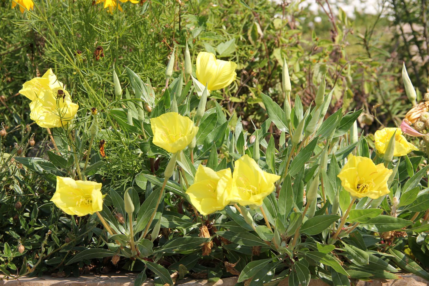Oenothera macrocarpa (= missouriensis) (Missouri-Nachtkerze)
