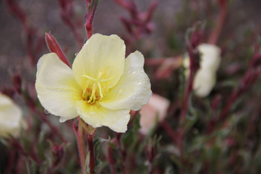 Oenothera odorata Duftende Nachtkerze