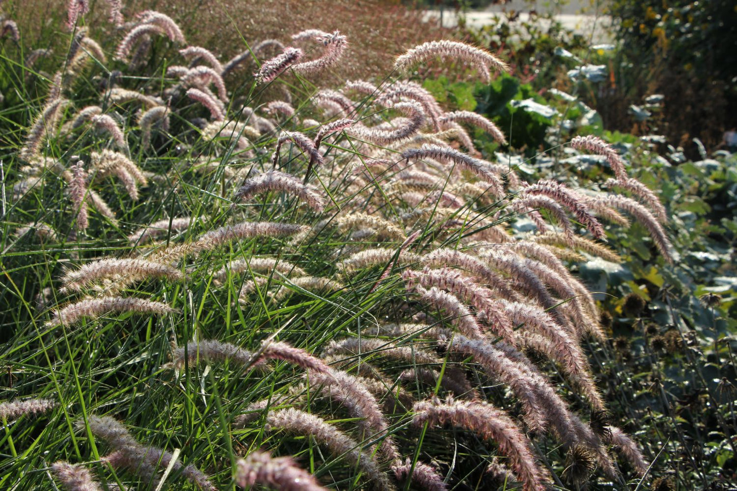 Pennisetum orientale 'Karley Rose' ® Federborstengras / Lampenputzergras