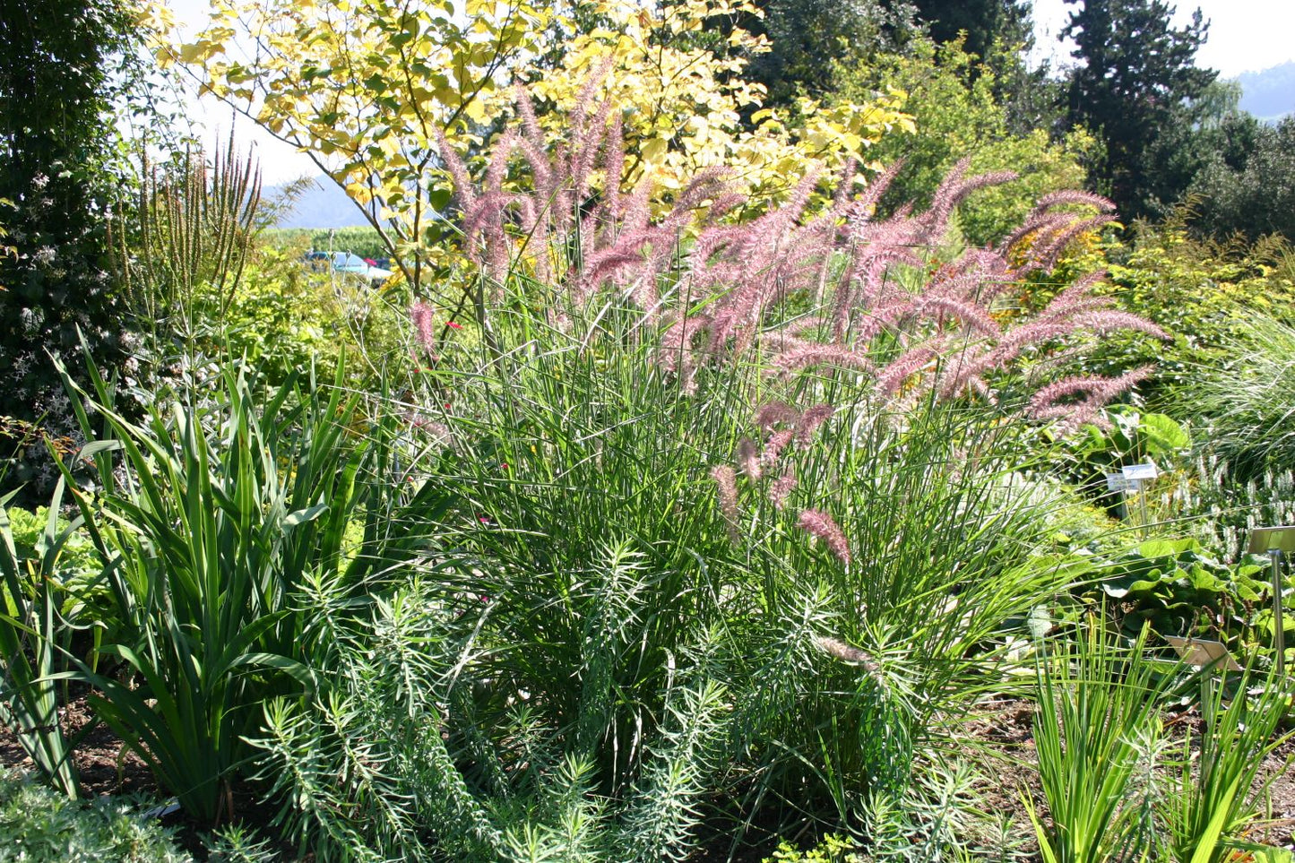 Pennisetum orientale 'Karley Rose' ® (Federborstengras / Lampenputzergras)