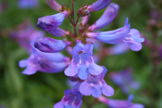 Penstemon 'Catherine de la Mere' Bartfaden