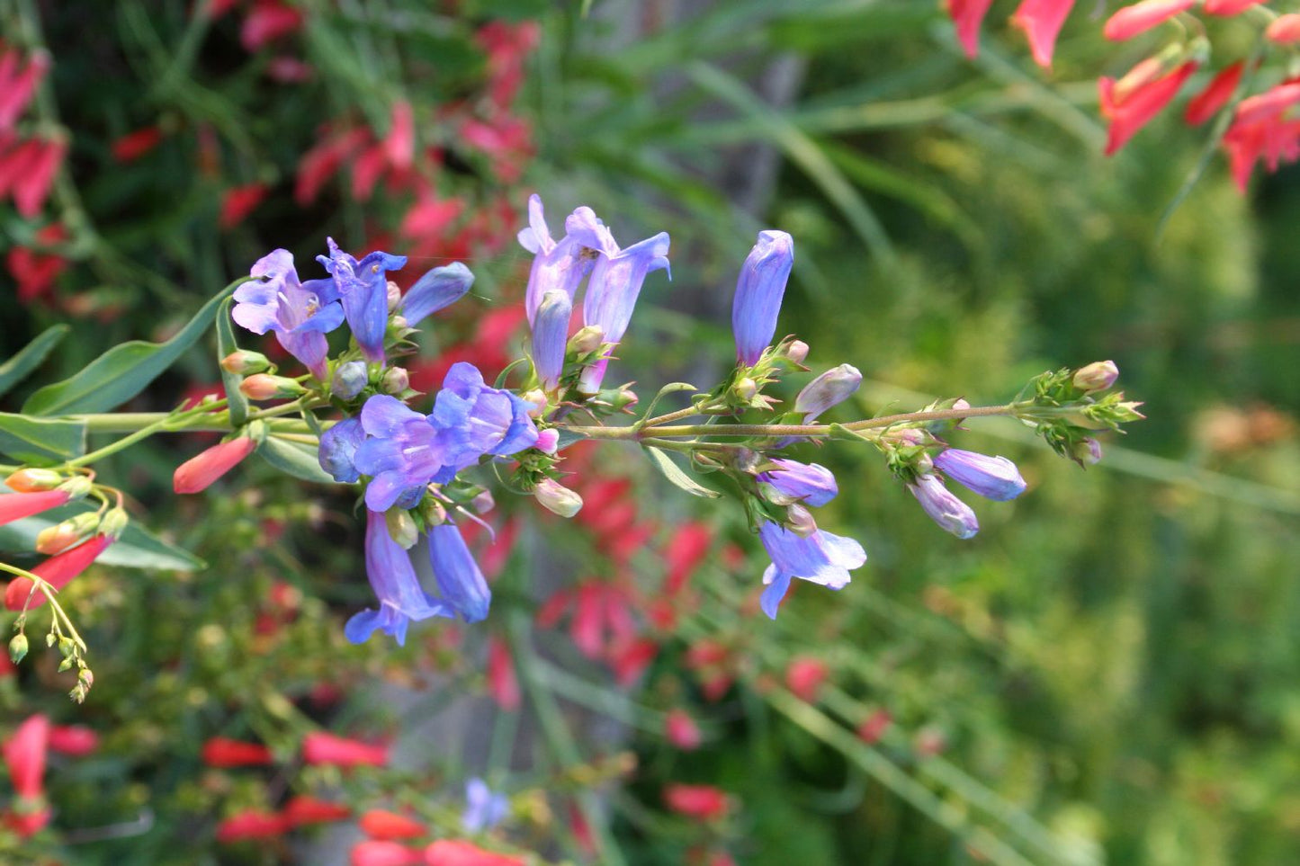 Penstemon 'Catherine de la Mere' (Bartfaden)