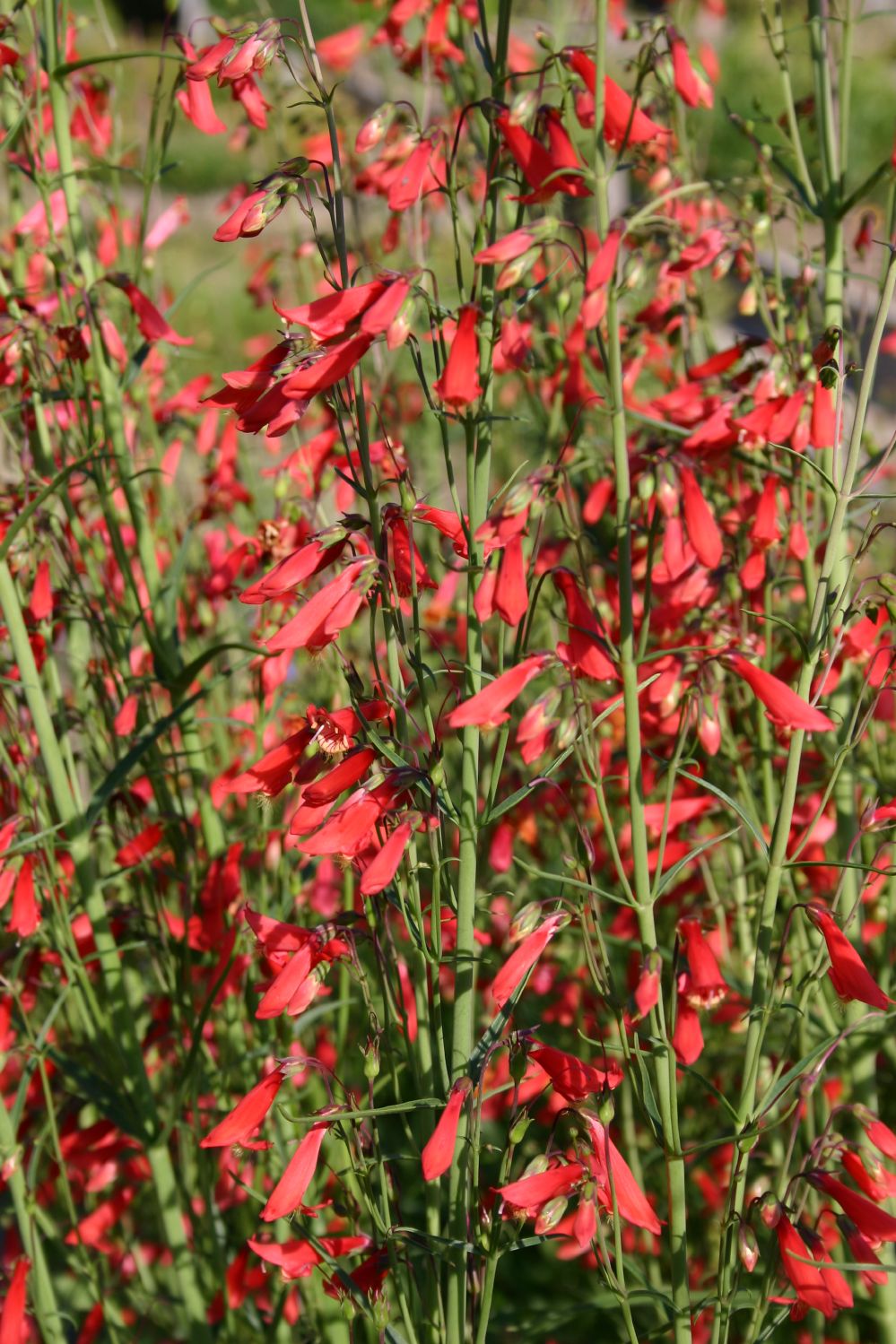 Penstemon 'Chica' Bartfaden